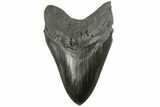 Serrated, Fossil Megalodon Tooth - South Carolina #186048-1